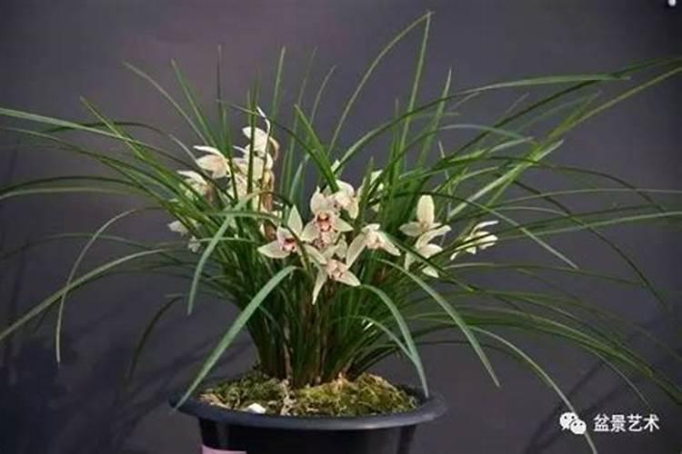 兰花多久施叶面肥适宜 合适的兰花叶面肥施用时间是多久？