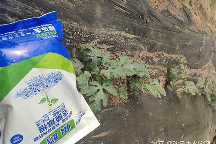 西瓜根部腐烂怎么治