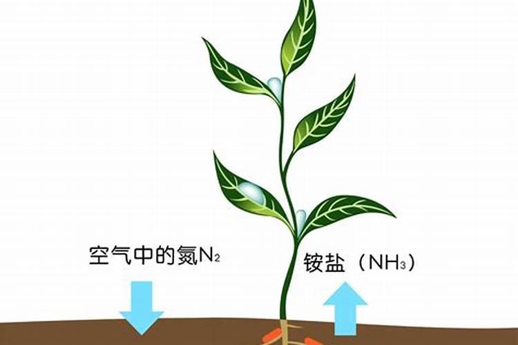 氮肥的作用有哪些？使用时需要注意什么？