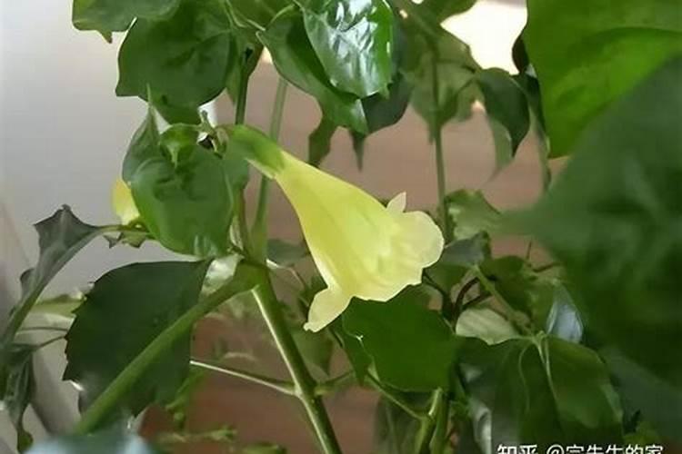 幸福树喜肥吗 喜欢施什么肥料