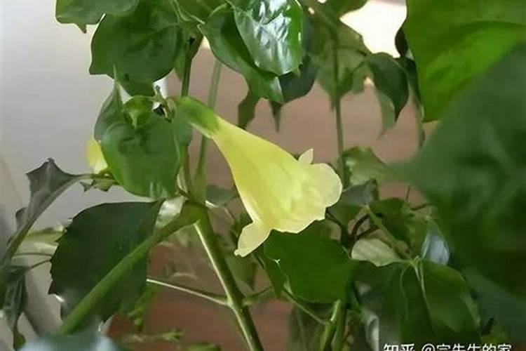 幸福树要施什么肥料