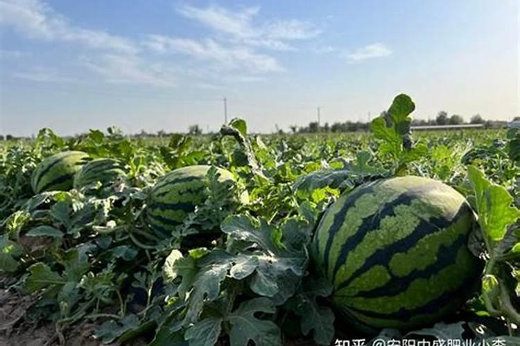 平衡肥。高钾肥钙肥分别在西瓜什么时期冲施？