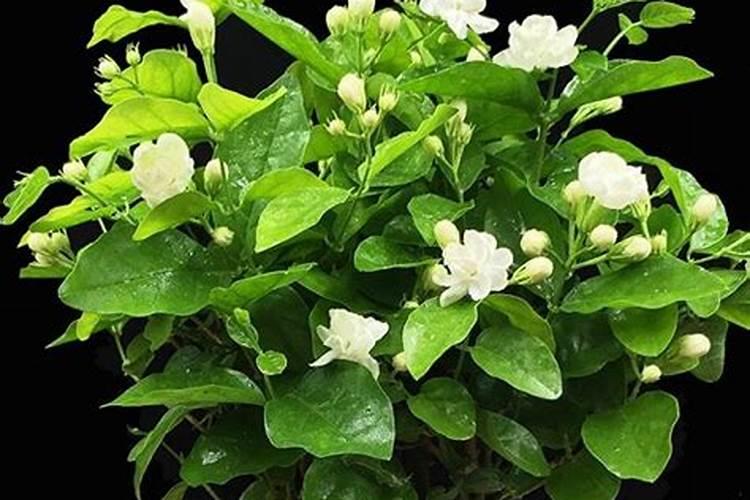 盆栽茉莉花施什么肥料