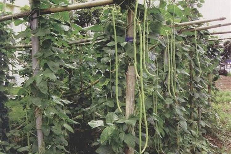 豇豆施肥的正确方法