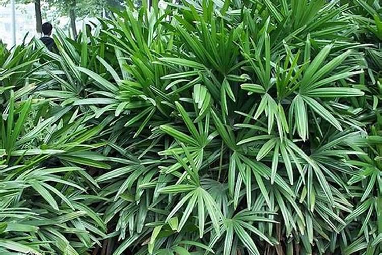 盆栽棕竹浇水施肥技巧