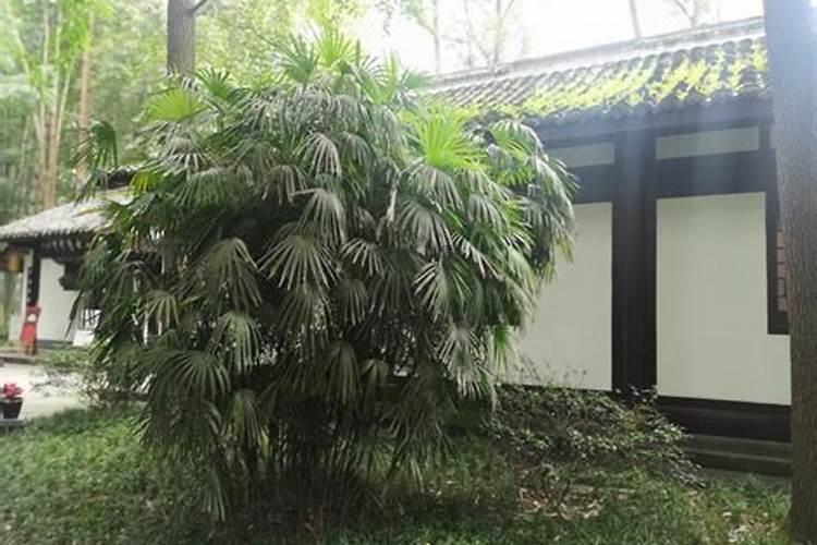 观音竹施肥方法及注意事项春季棕竹怎么施肥