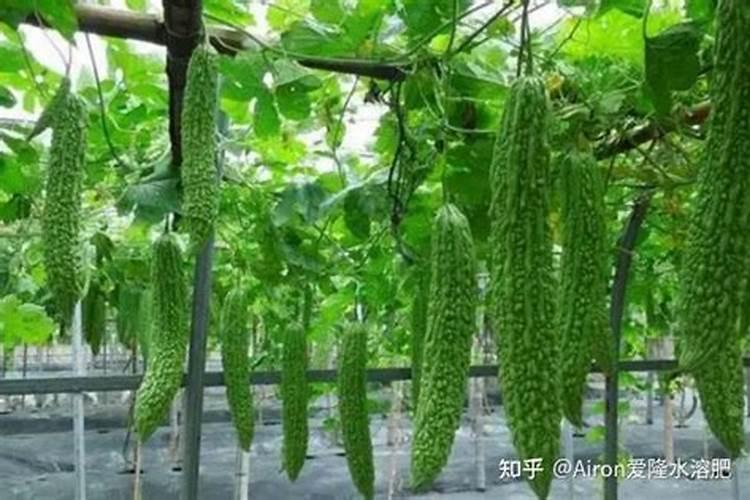 矿源黄腐酸钾对作物有什么作用？苦瓜幼苗期使用矿源多少用量合适百度...