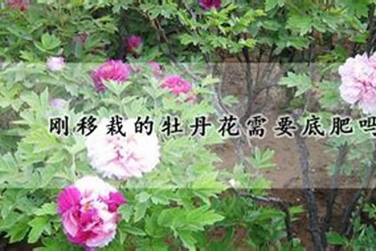 刚移栽的牡丹花需要底肥吗