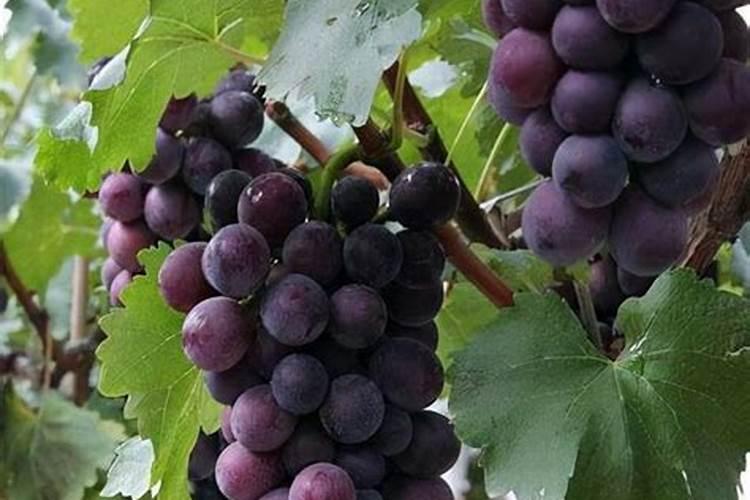 新栽的果树多久可以施肥