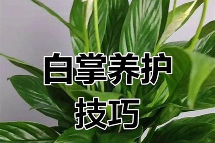 麦冬耐寒多少度