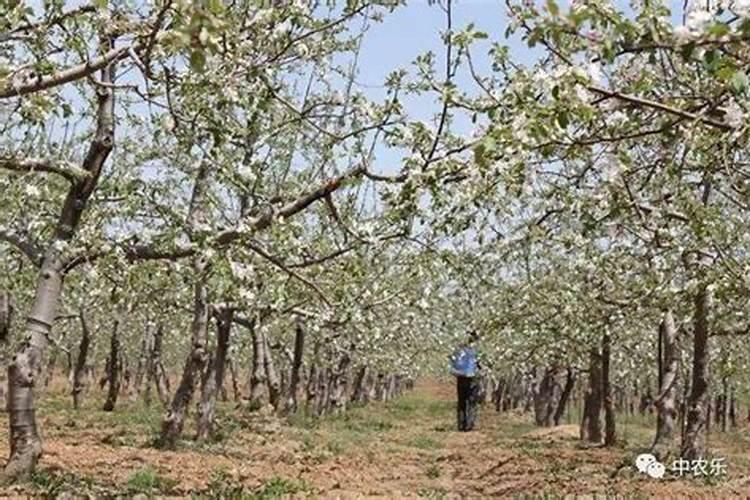 苹果花后施什么肥 苹果花后施哪些肥