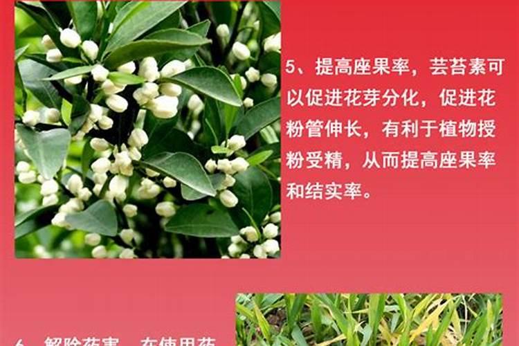 氯氰毒死蜱和磷酸二氢钾芸苔素能混用吗？