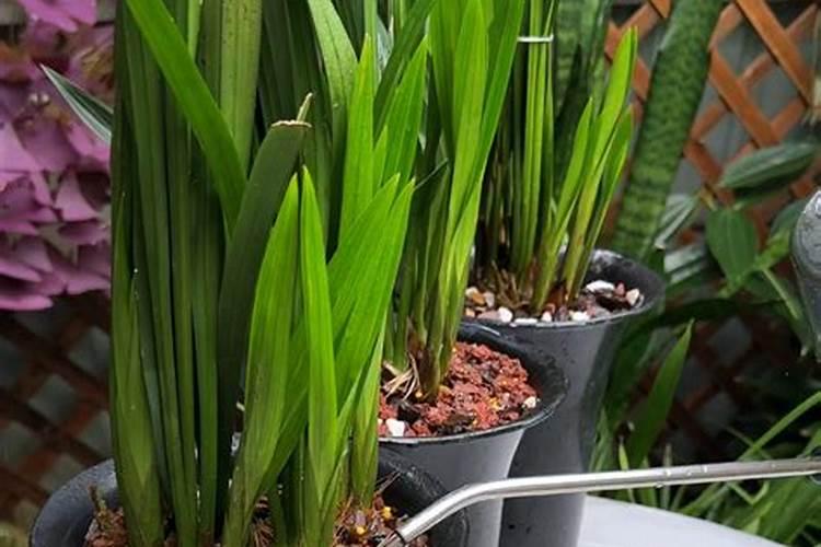 兰花最实用的肥料小妙招(兰花如何施肥管理才能开花)