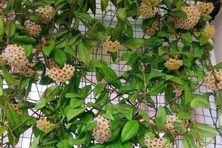 球兰用什么肥料最好