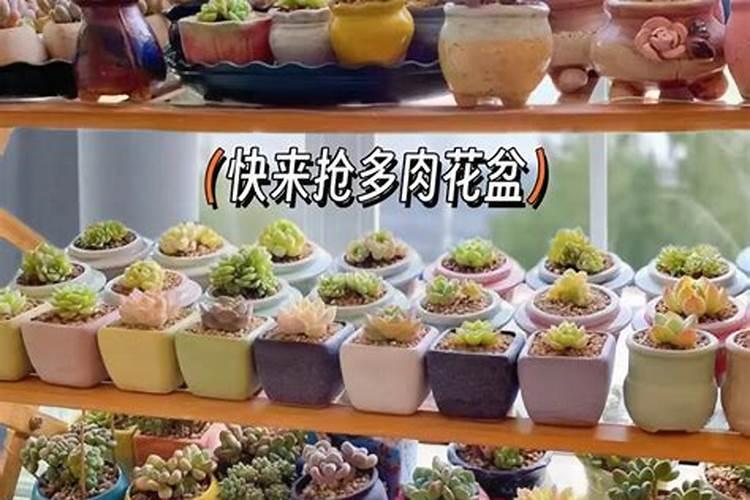 盆栽百合花施什么肥好,百合花怎么施肥/施用氮肥