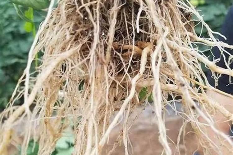 促进植物生根的肥料是钾肥还是磷肥