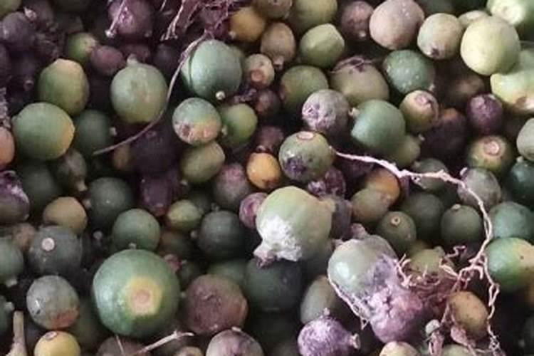 西红柿要怎样喷叶面肥效果更好呢？