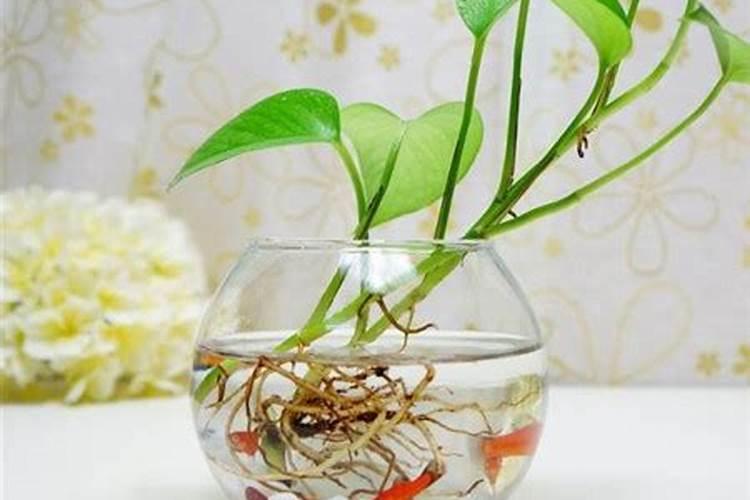 鱼蛋白水溶肥可以浇什么花？