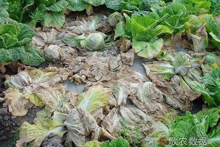 偏施氮肥对白菜不利的影响有哪些？应该如何避免？