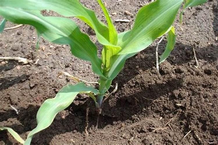 玉米苗施肥过量怎么办