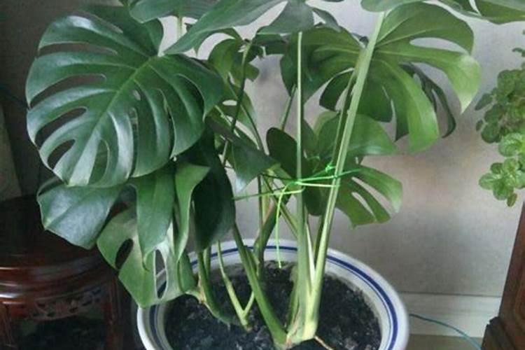 龟背竹专用肥可以用在其他植物上吗