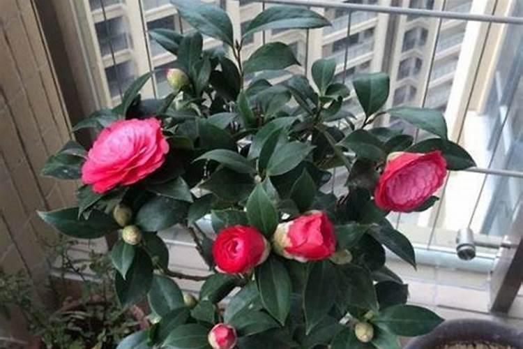 如何养茶花？