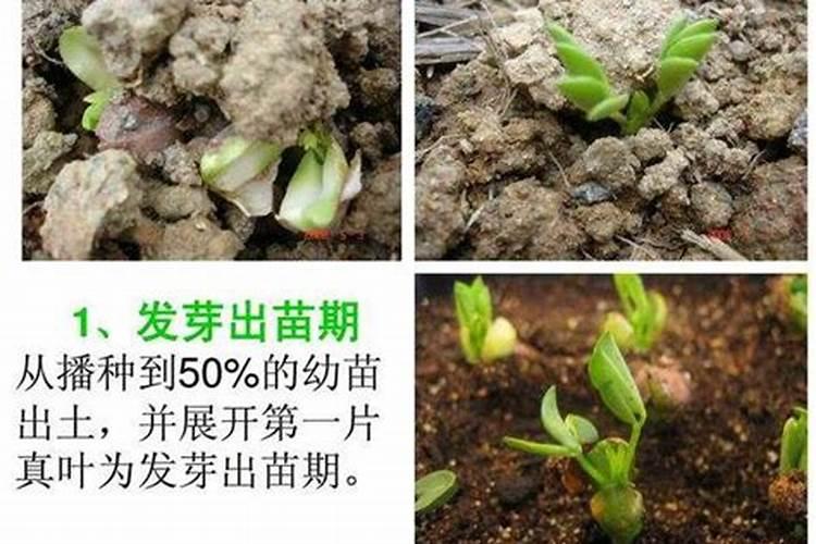 氮钙宝肥料有什么作用