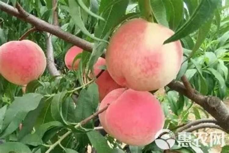 肥城肥桃那个地方的最好吃？