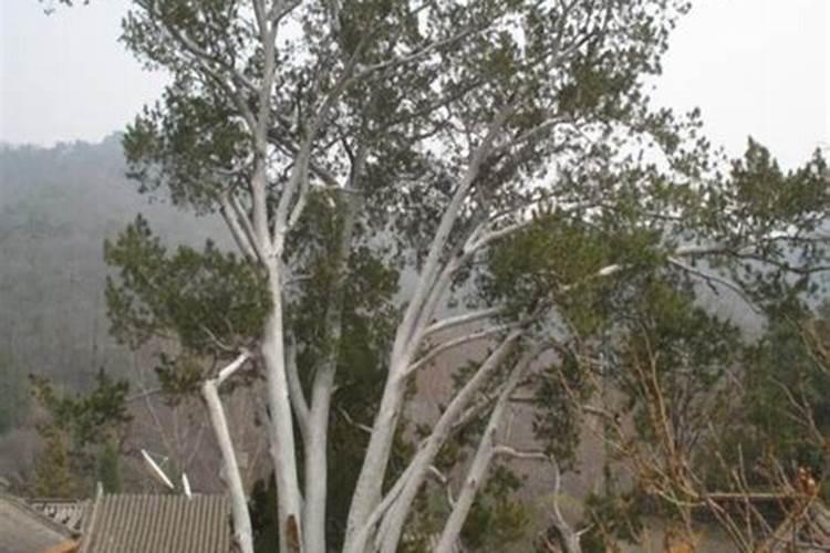 50公分白皮松怎么施肥,氮肥的用量是多少