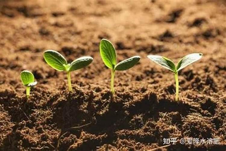 海棠花施什么肥好