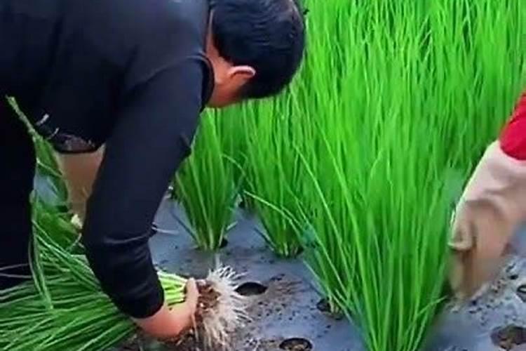 铁兰冬天能开吗,能开花需多施钾肥少氮肥