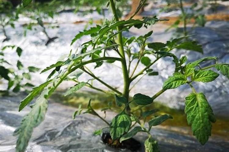 番茄(西红柿)应该施什么肥？