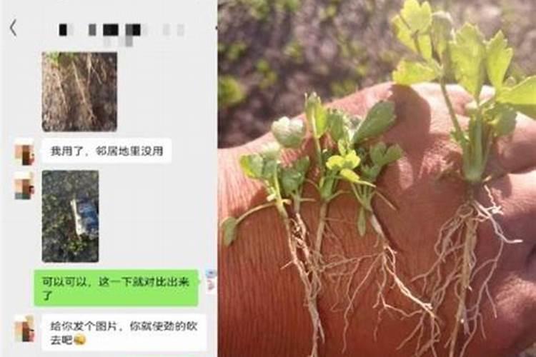 芹菜什么时候用钙肥 怎么使用效果好