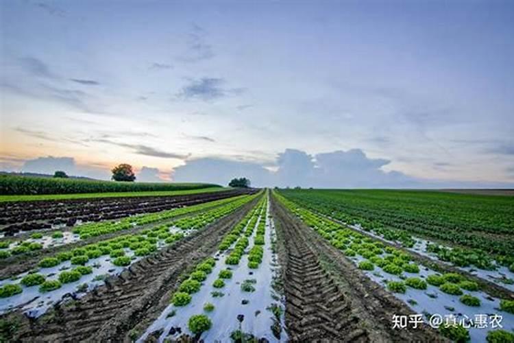 种菜用什么肥料最好