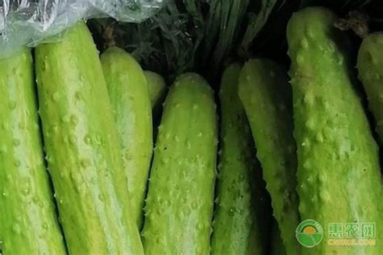 硼在种黄瓜时怎样使用？