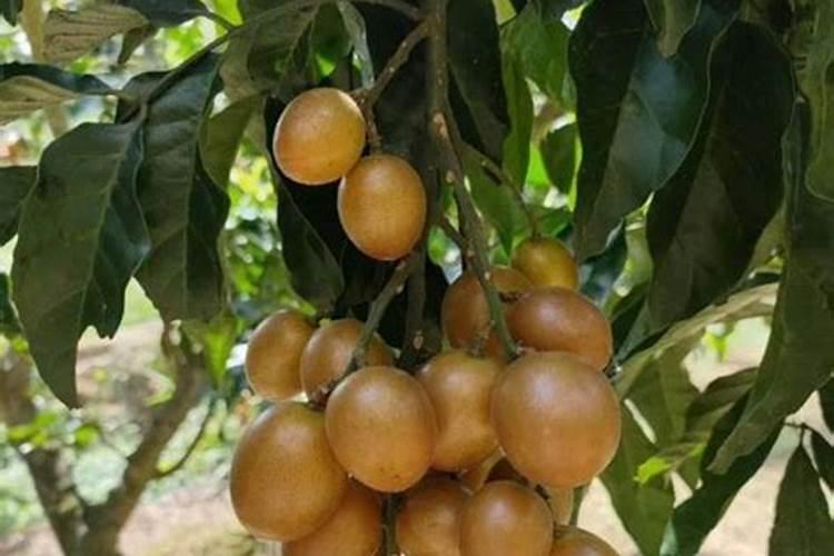 黄皮树施什么肥最好？