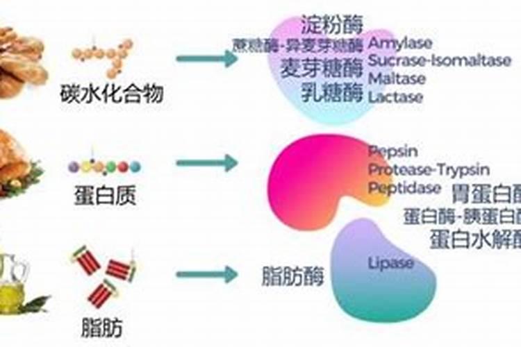 鱼蛋白的做法都有什么呢？
