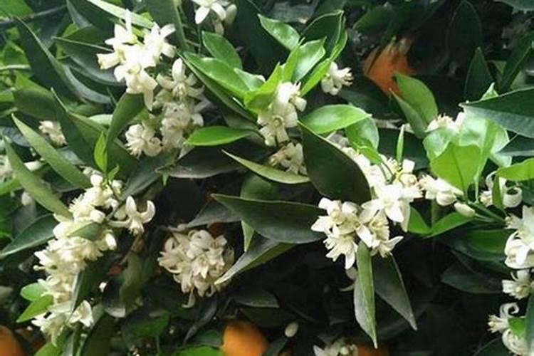 脐橙花期该用什么配比的肥料？