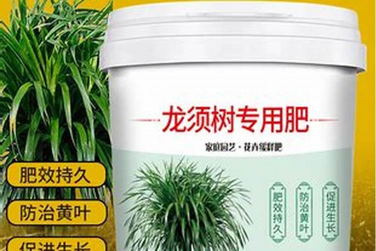 龙须树可以浇啤酒吗,详解龙须树的啤酒浇法