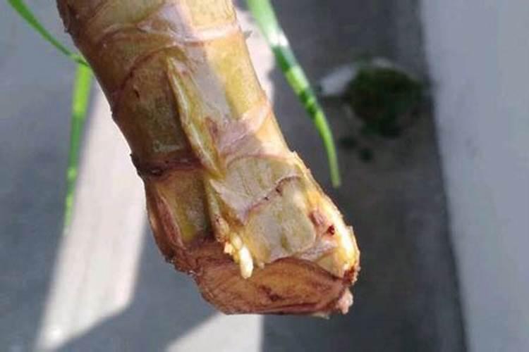 龙须树繁殖方法和注意事项有哪些