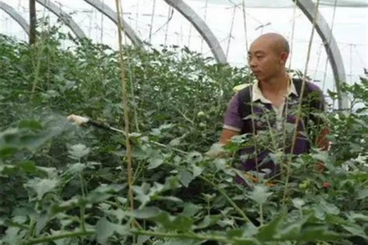 种白菜如何施肥