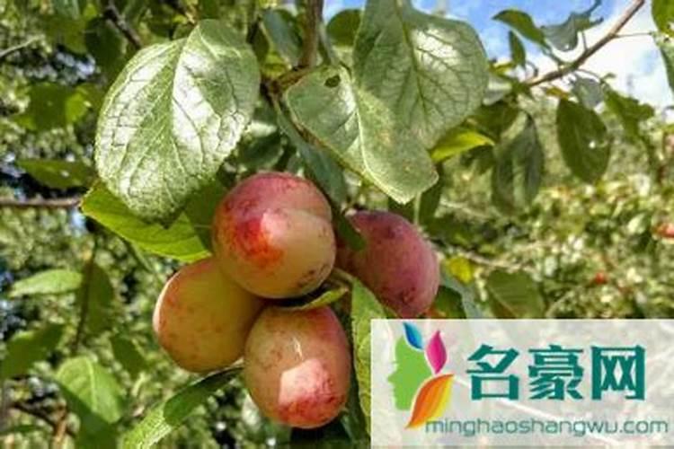 李子树底肥放什么肥好(底肥施用方法)