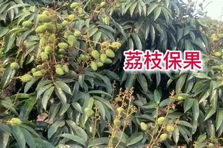 保花保果农药最佳配方