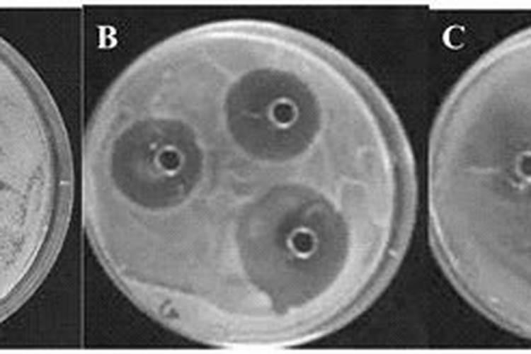 土帝攻菌剂最建议买的三样
