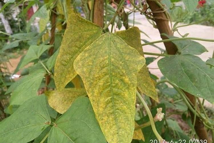 豆角缺素症状有哪些 豆角养护需要注意什么