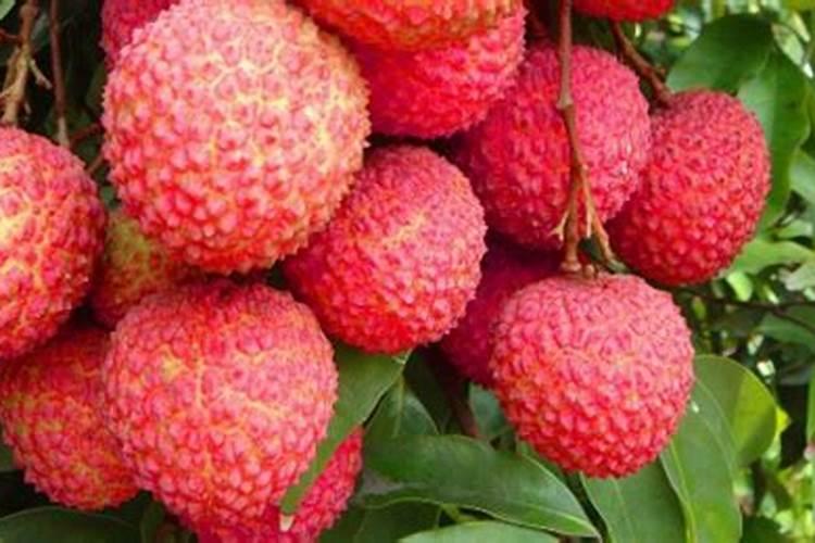 荔枝挂果像黄豆般大时可以灌水和施肥吗？