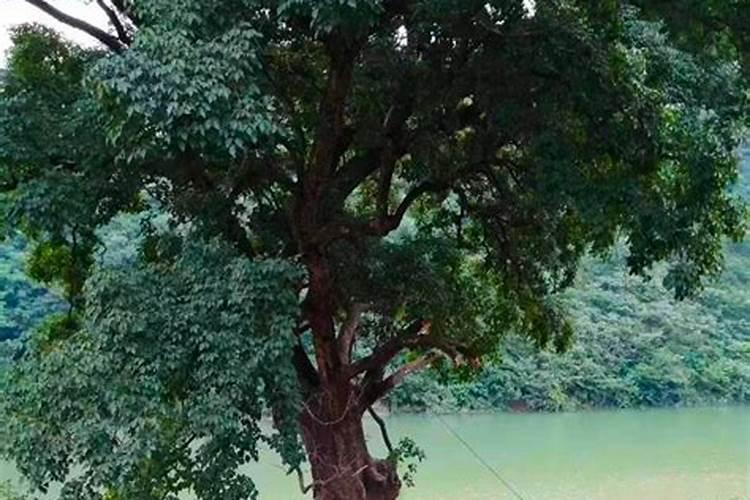 夏季工程移栽树木需要注意些什么？