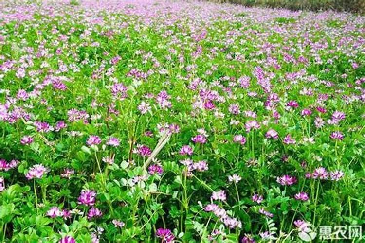 什么肥料可以让植物快速生长  长苗最快又不伤苗用什么肥料