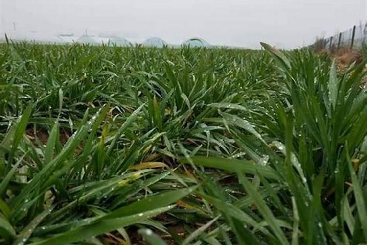 芸苔素内酯可以滴灌冲施吗一亩地冲是多少？