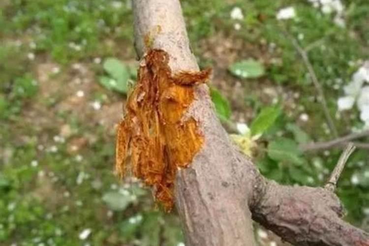 作物氮肥施用过多有哪些危害,怎样防治？